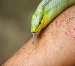 bitten by a snake while hiking