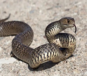 What to do if a snake chases you
